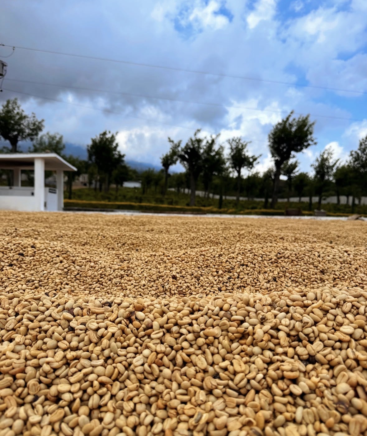 Ground covered with small, light-colored pebbles, with trees, a building, and a cloudy sky in the background.