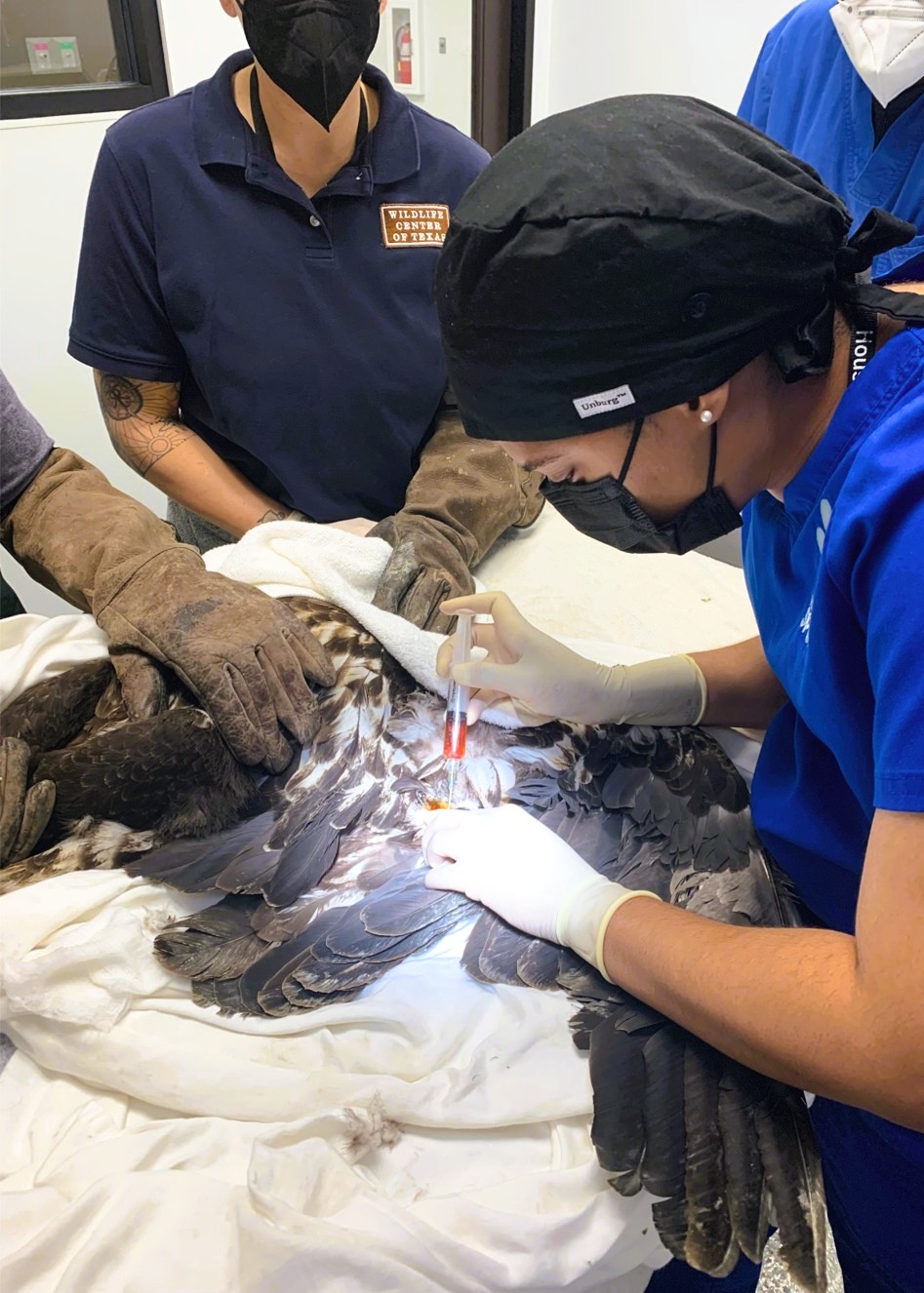 Two veterinary professionals perform surgery on a bird, wearing masks, gloves, and scrubs, in a clinical setting.