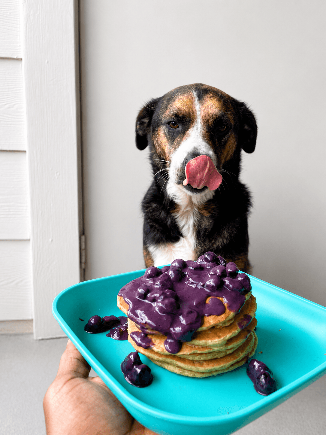Dog with tongue out in front of a stack of blueberry pancakes on a blue plate, blueberries around the plate.