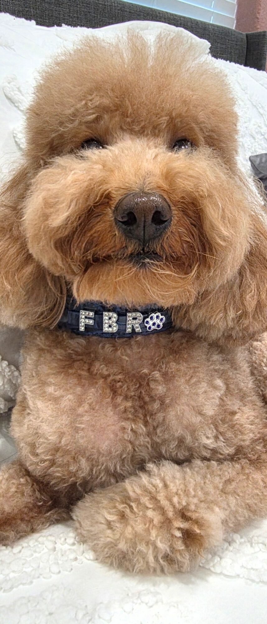 Close-up of a fluffy, light brown dog with a black nose and a collar, lying on a soft surface.