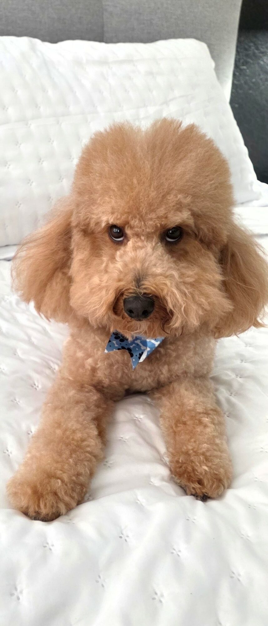 Small brown poodle with a blue bow tie lying on a white cushion.
