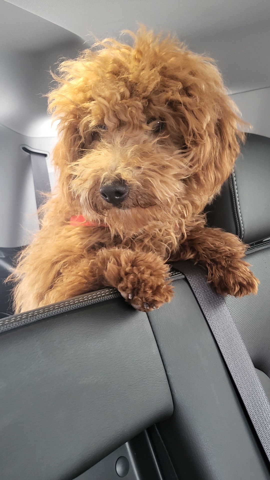 Young curly-haired dog with reddish-brown fur resting on a car seat, looking at the camera.