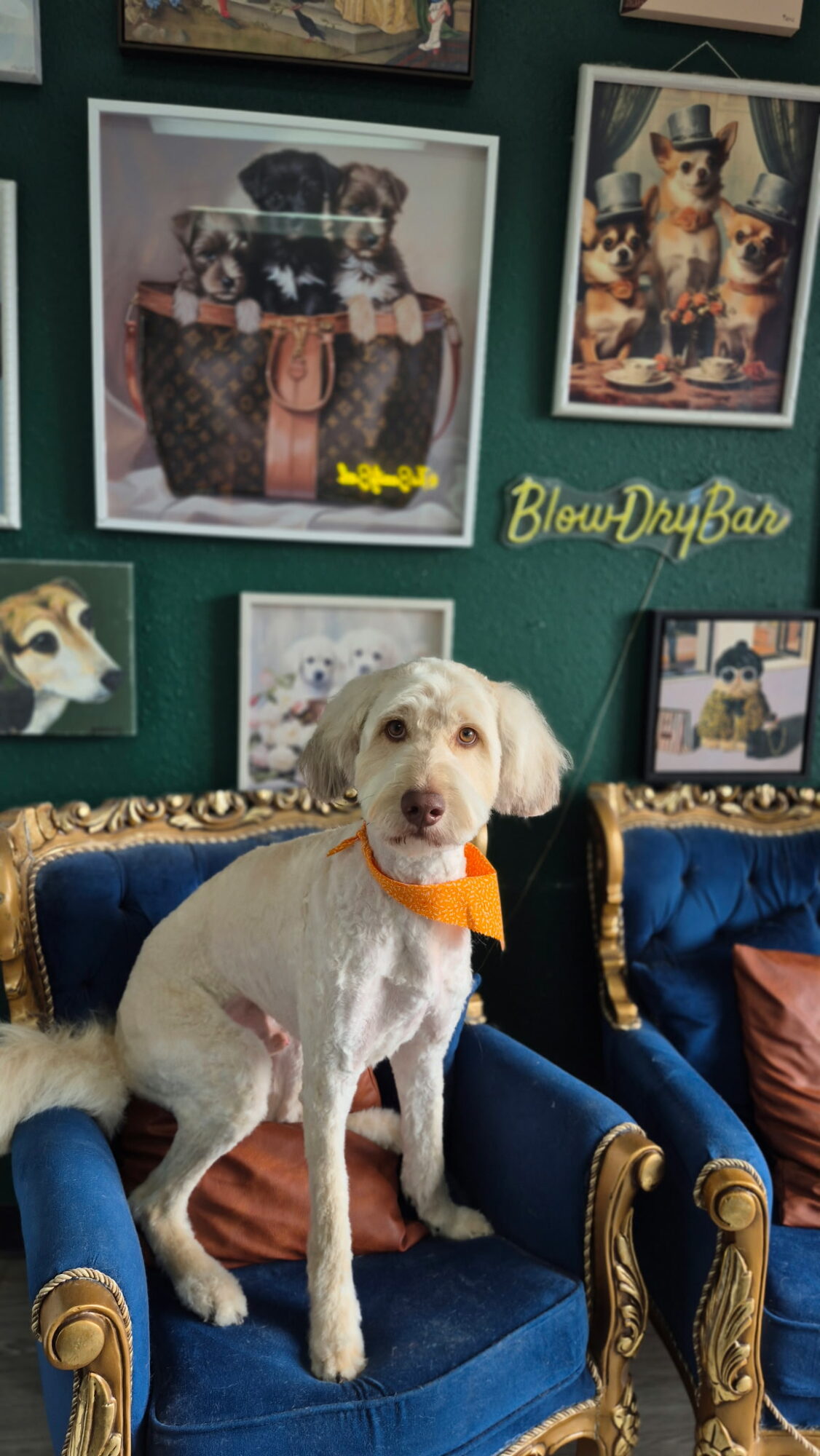 White dog with orange bandana sitting on a blue and gold ornate chair, surrounded by framed dog pictures on a green wall.
