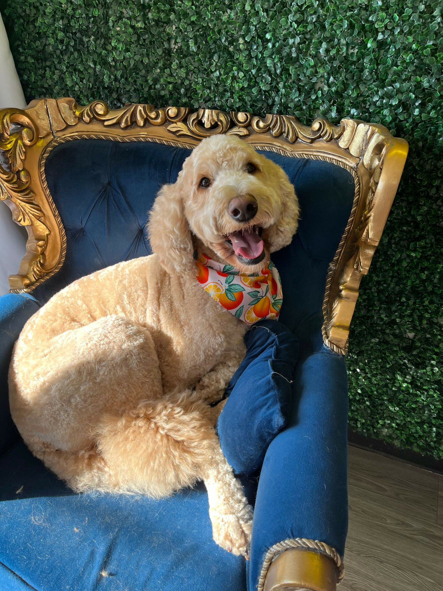 Dog with curly fur sitting on a blue velvet chair with a gold frame, wearing a colorful bandana, against a green leafy background.