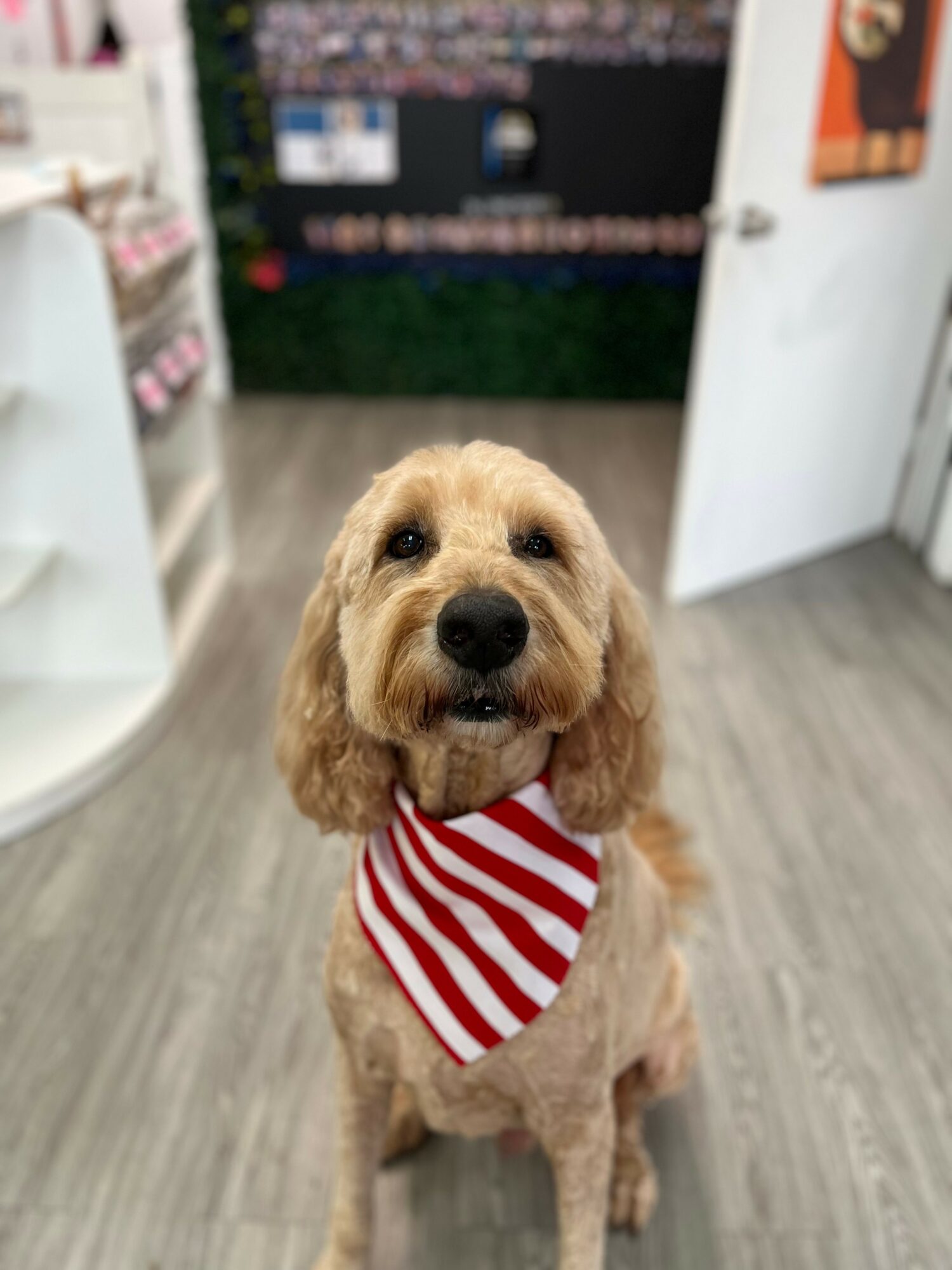 Dog with a red and white striped bandana sitting indoors, looking at the camera.