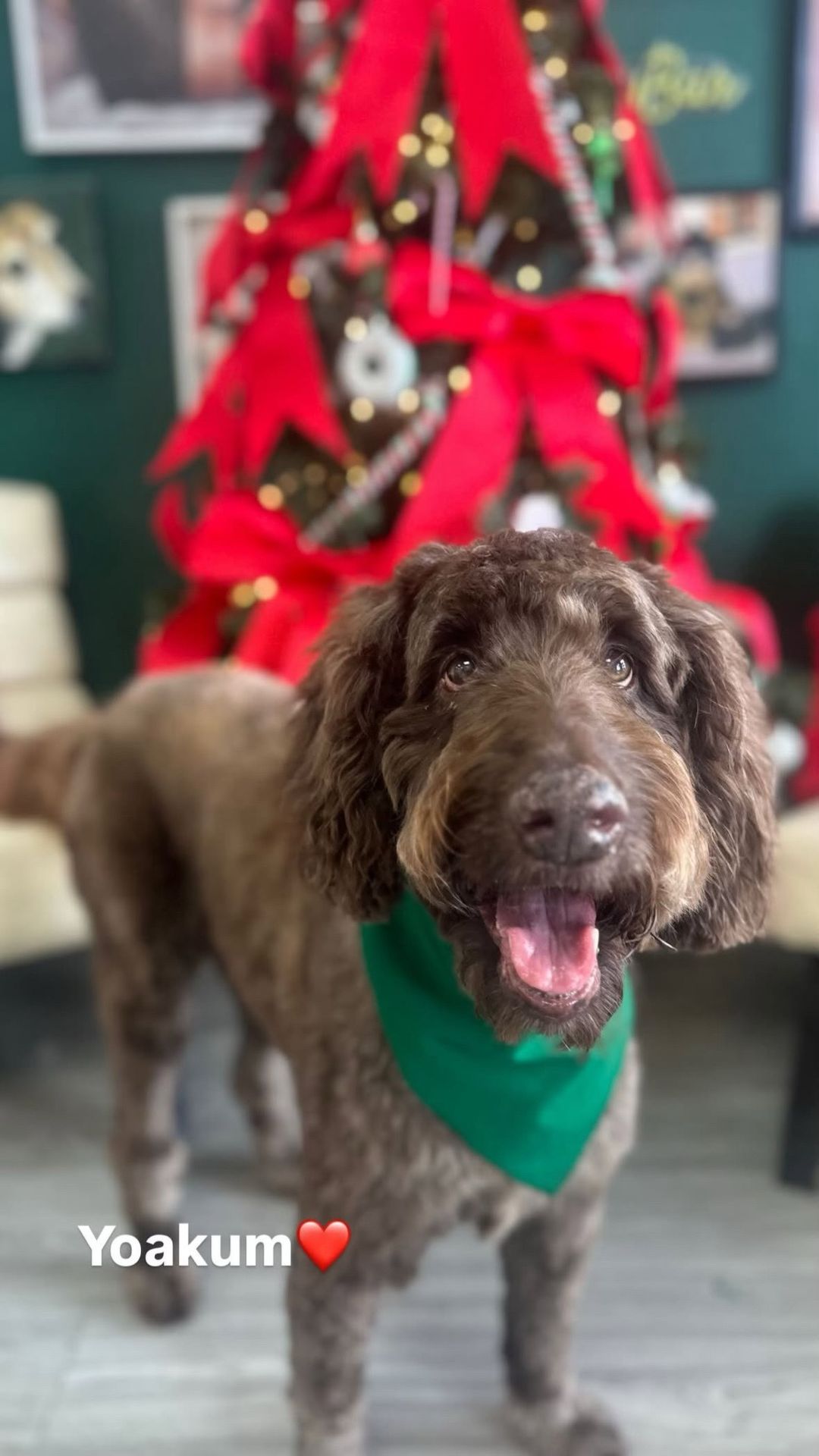 Dog with a green bandana in front of a decorated Christmas tree, smiling with its tongue out.