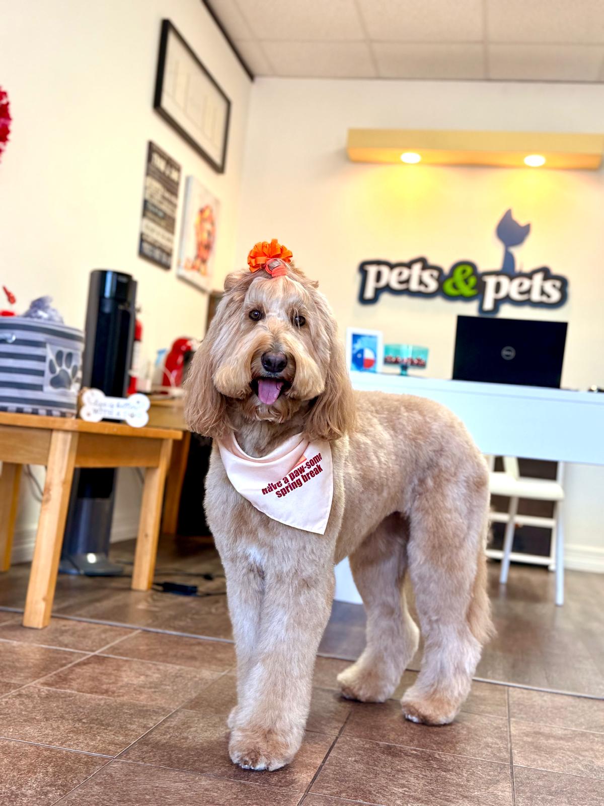 Dog with a bandana and orange hair accessory standing indoors, Pets & Pets sign in background.