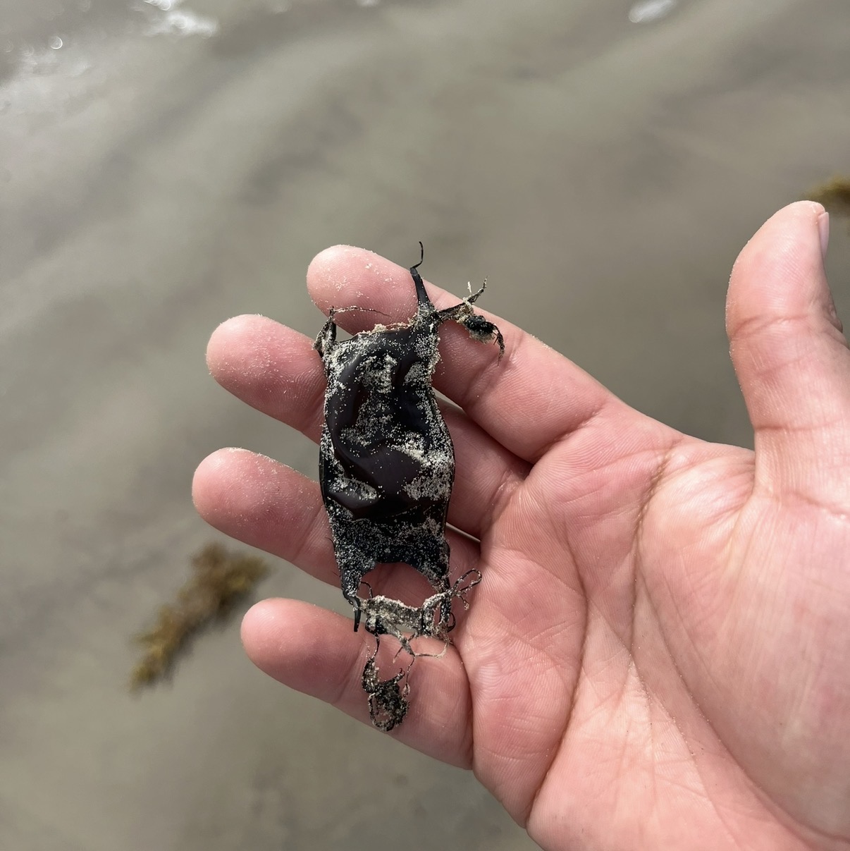 Person holding a small, dark, patterned fish with a sandy background.