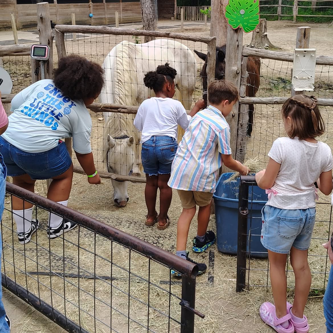 Children interact with a white horse behind a wooden fence at a zoo or petting area.
