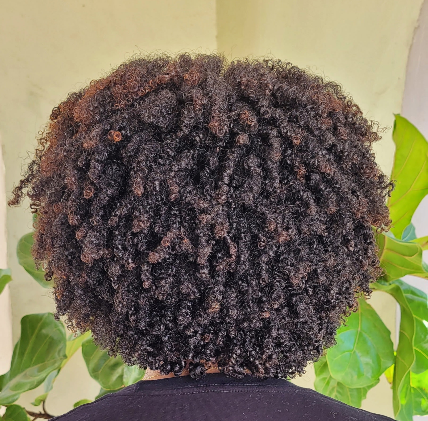 Back view of a person with curly, textured hair, surrounded by green leaves, indoors.