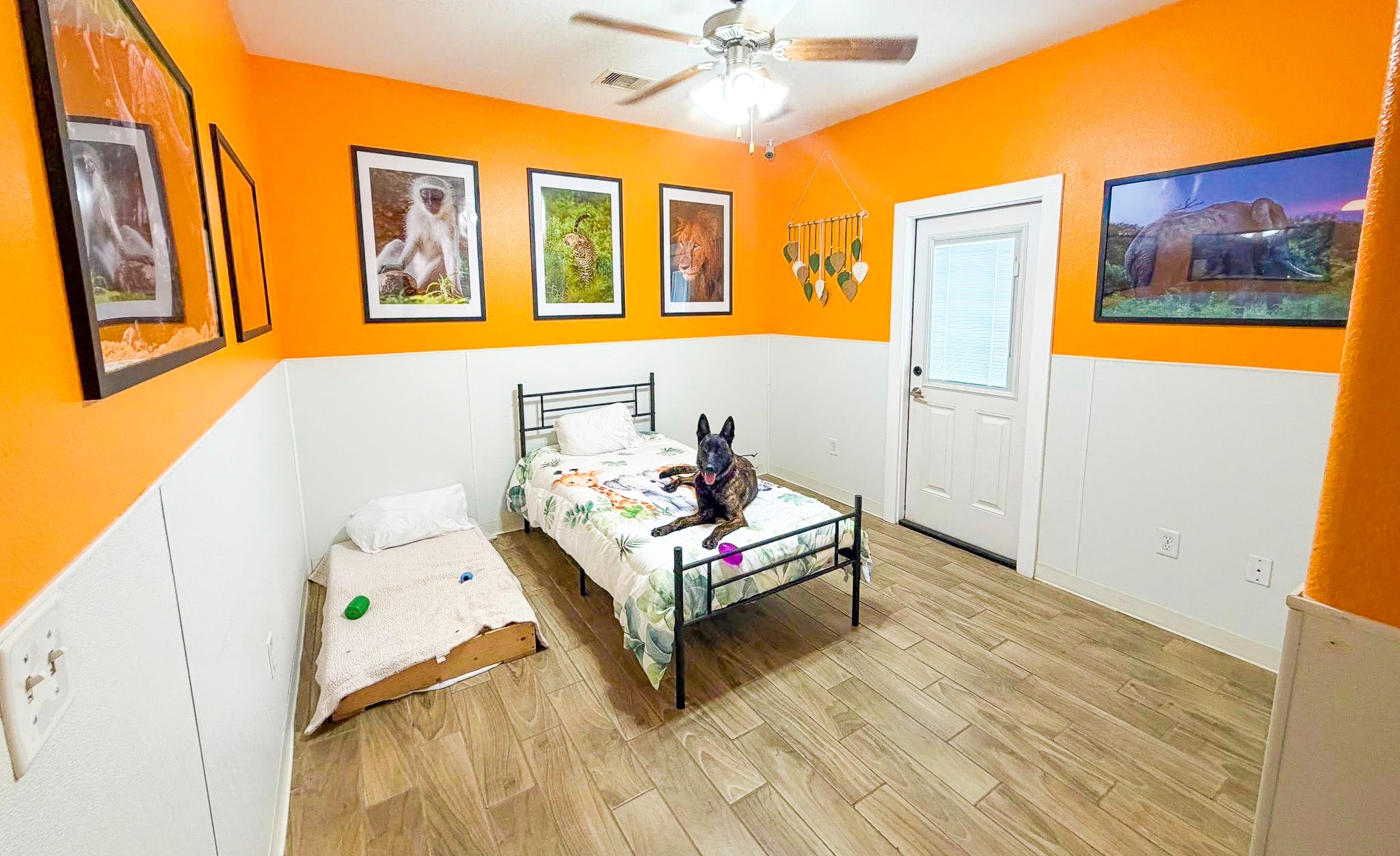 Bedroom with orange and white walls, bed with dog, framed pictures, and a door, hardwood floor, ceiling fan.