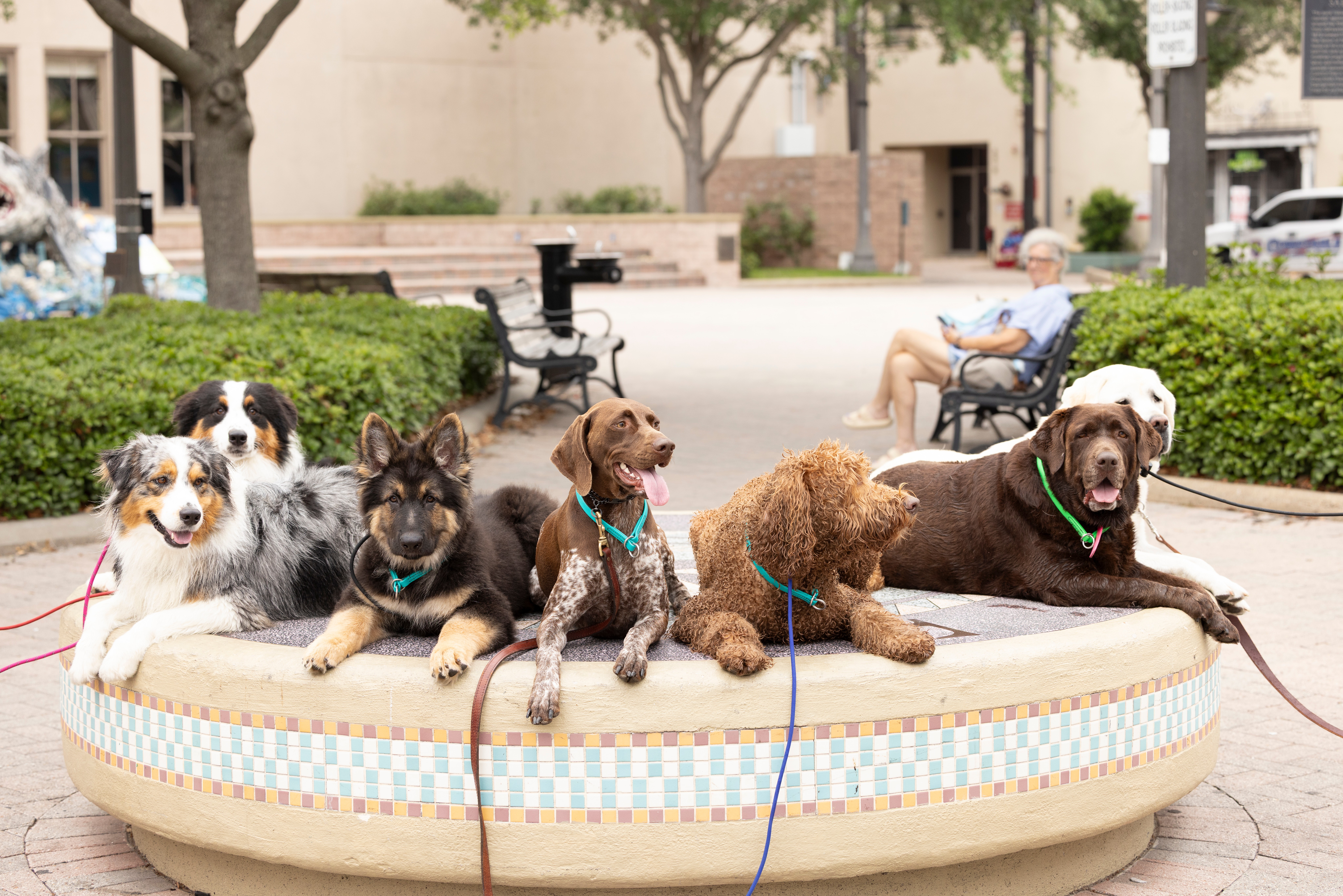 Six dogs lying on a large inflatable pool in a park, with benches and trees in the background.