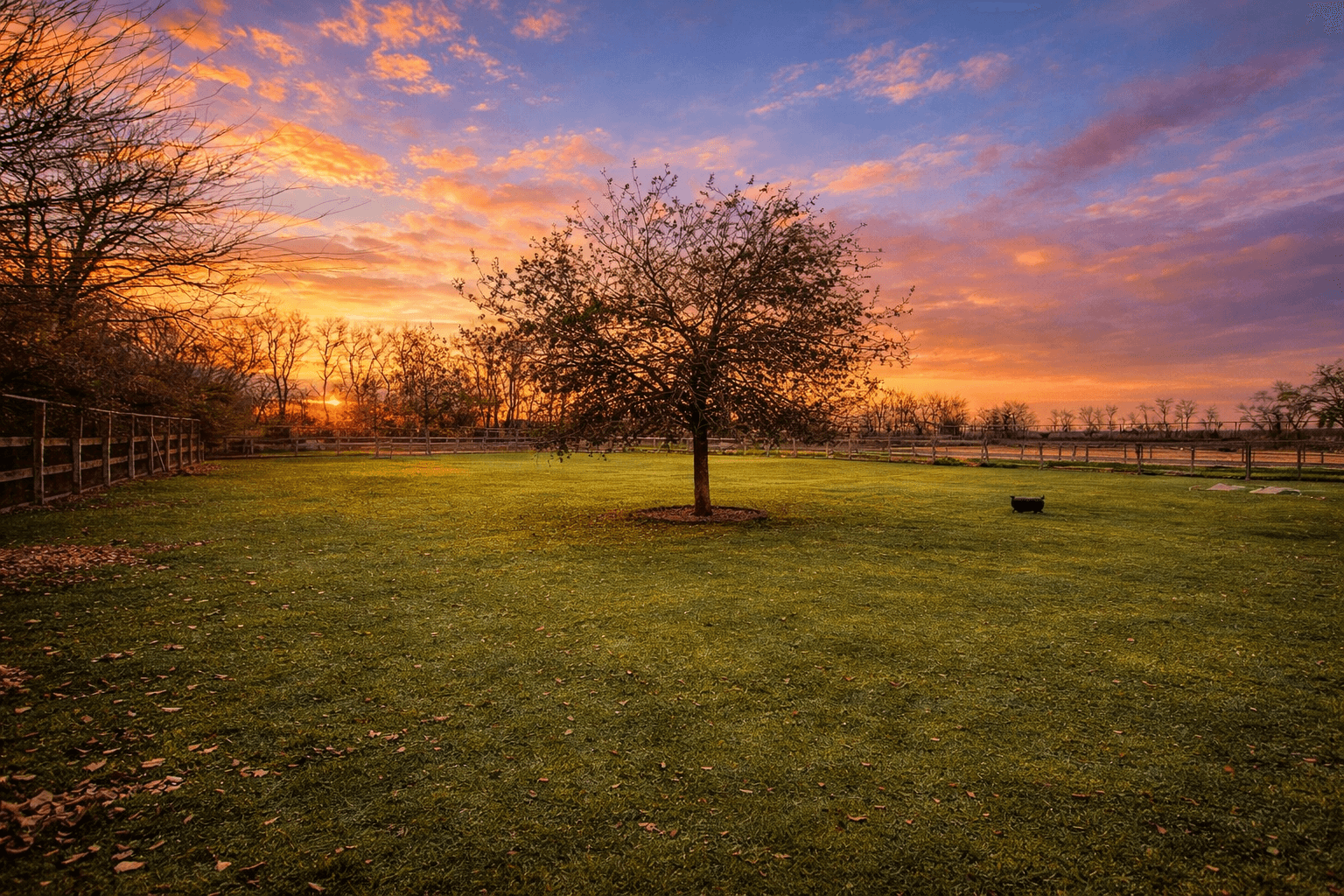 Tree in open grassy field during sunset with colorful sky and distant trees, fence on sides, and a small black object on grass.