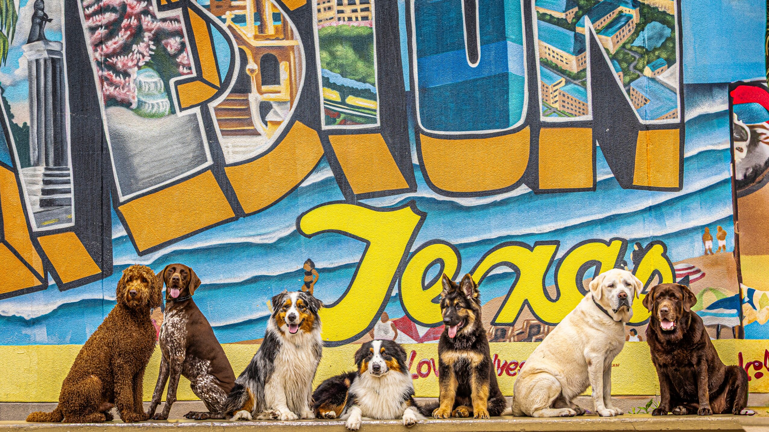 Seven dogs sitting in front of a colorful mural with large yellow and blue letters.
