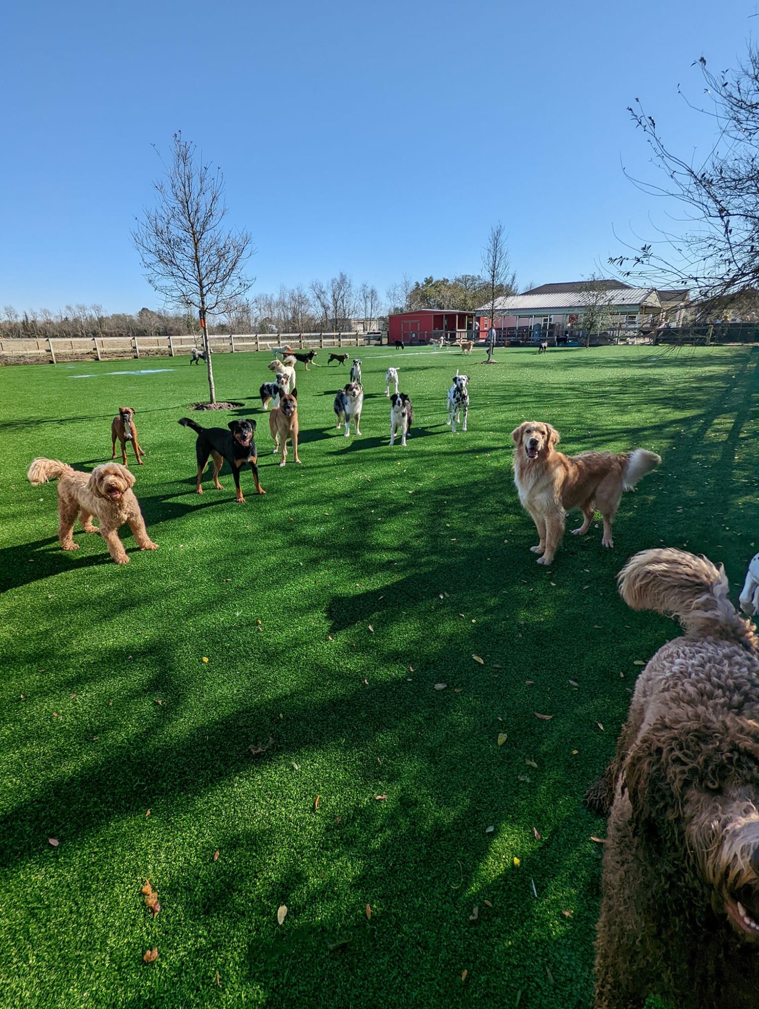 Multiple dogs of various breeds and sizes on a grassy field with trees and a building in the background.