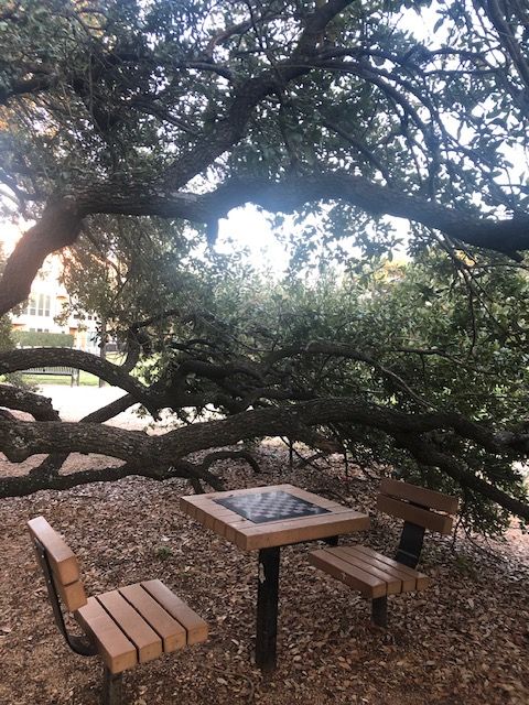 Park scene with trees, sunlight, a bench, and a small table on a dirt path.
