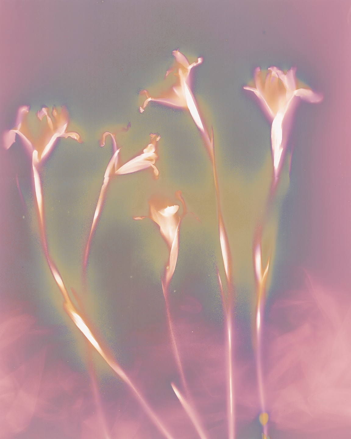 Five delicate flowers with long stems and trumpet-shaped blooms against a soft, pastel background.