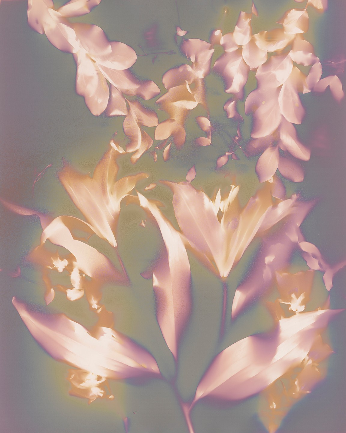 Soft pink and cream flowers with green leaves against a muted background.