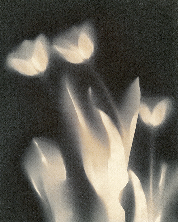 Three glowing butterflies above a white flower against a dark background.