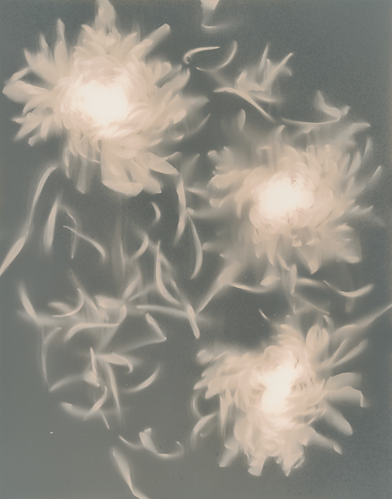 Three illuminated flowers with long petals and stems, glowing against a dark background.