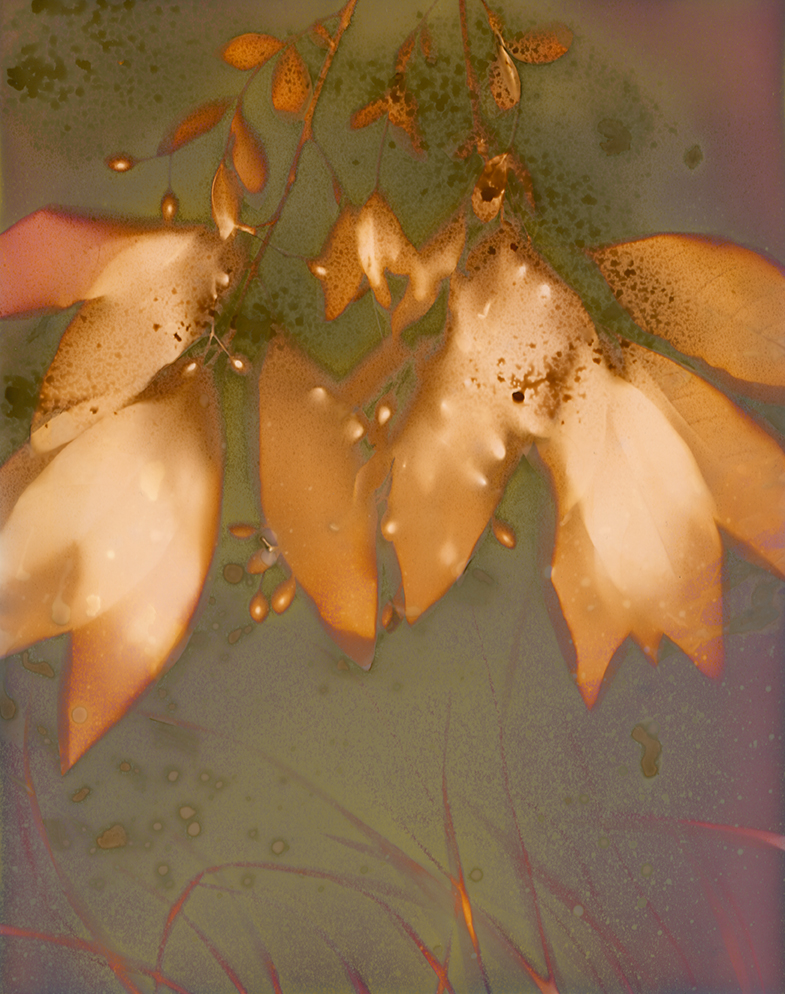 Blurred flowers with yellow petals and green leaves, with a colorful background, appears upside down.