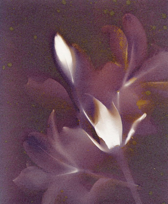 Close-up of a flower with purple petals and white stamens, softly focused with a dark background.