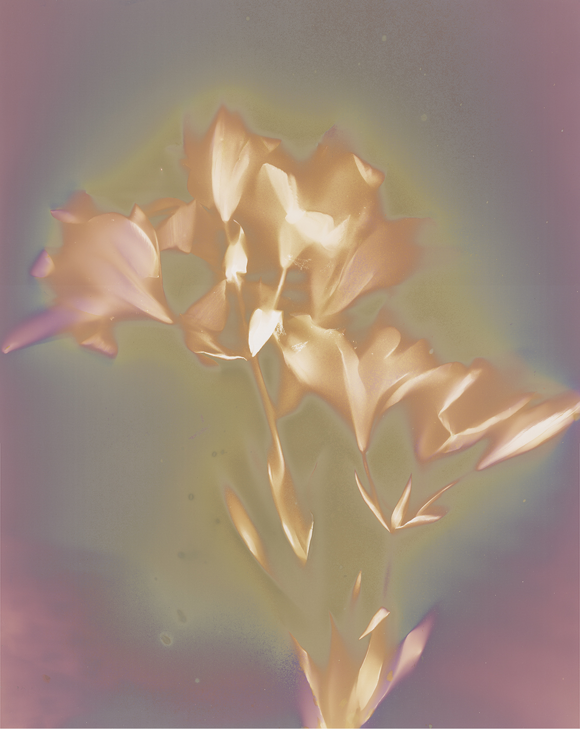 Abstract flower-like shape with soft pastel colors and a glowing background.