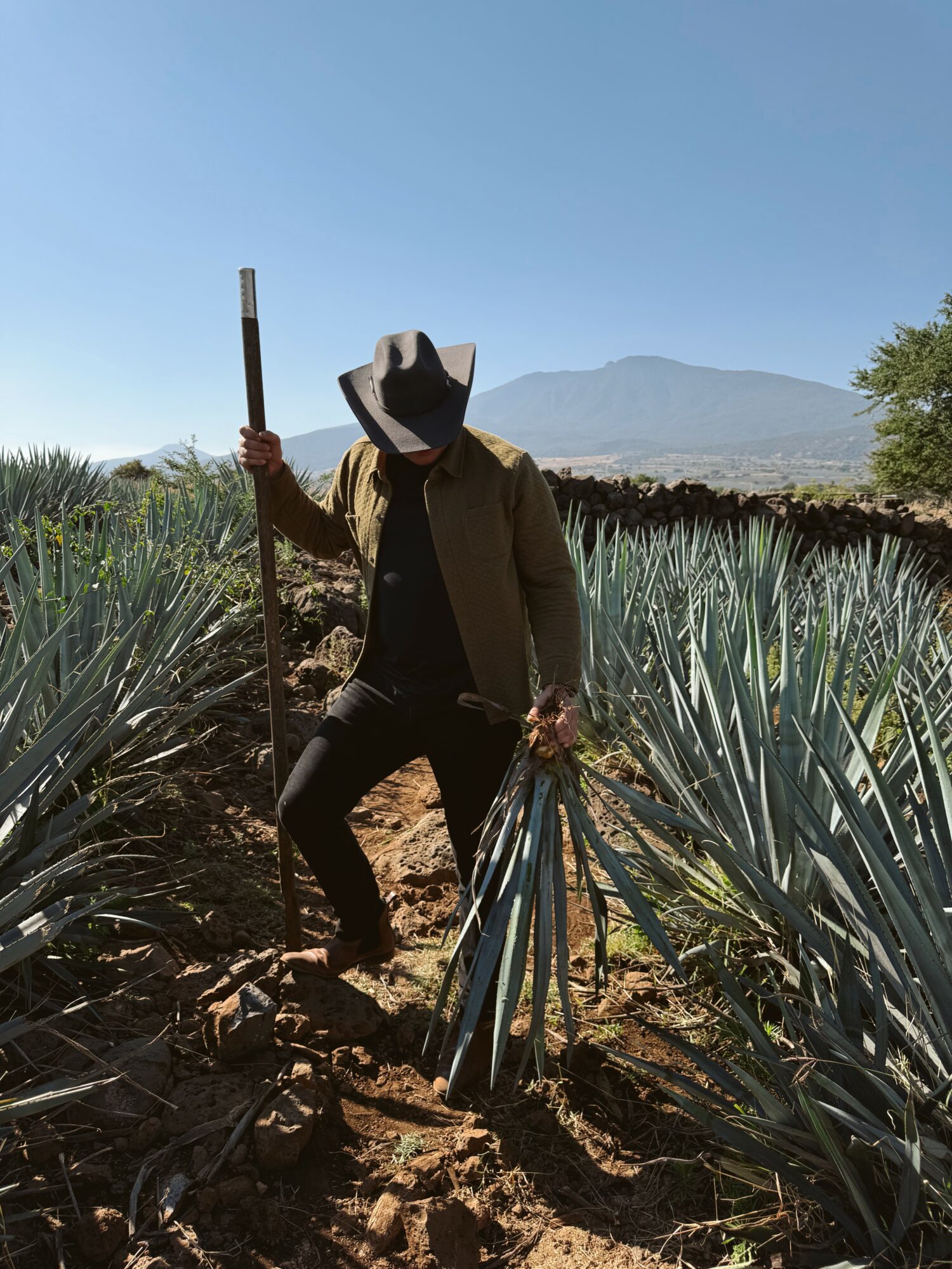 Person wearing a hat and jacket standing among agave plants in a field, holding a tool, with mountains in the background.