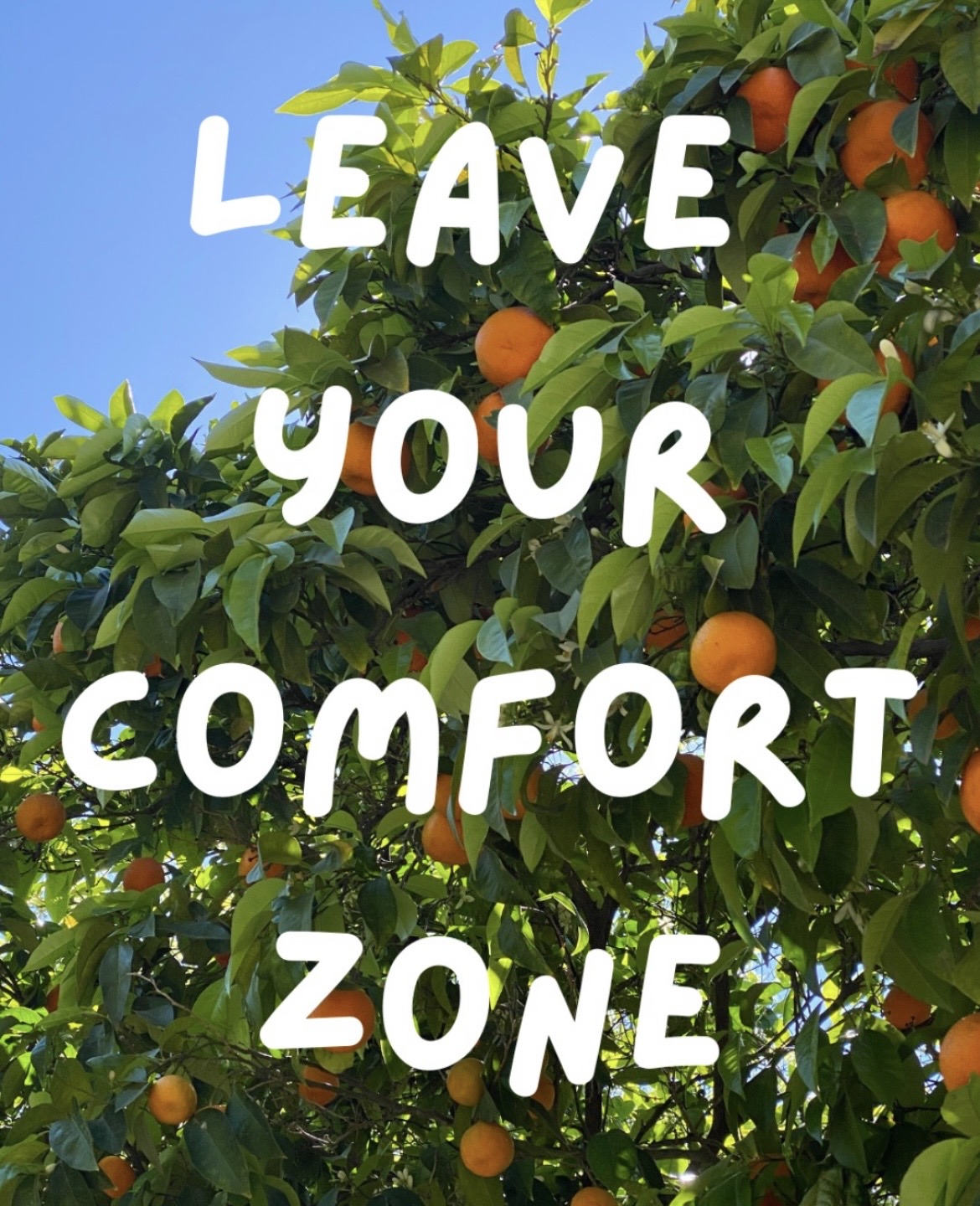 Orange tree with green leaves and ripe oranges, with white text saying