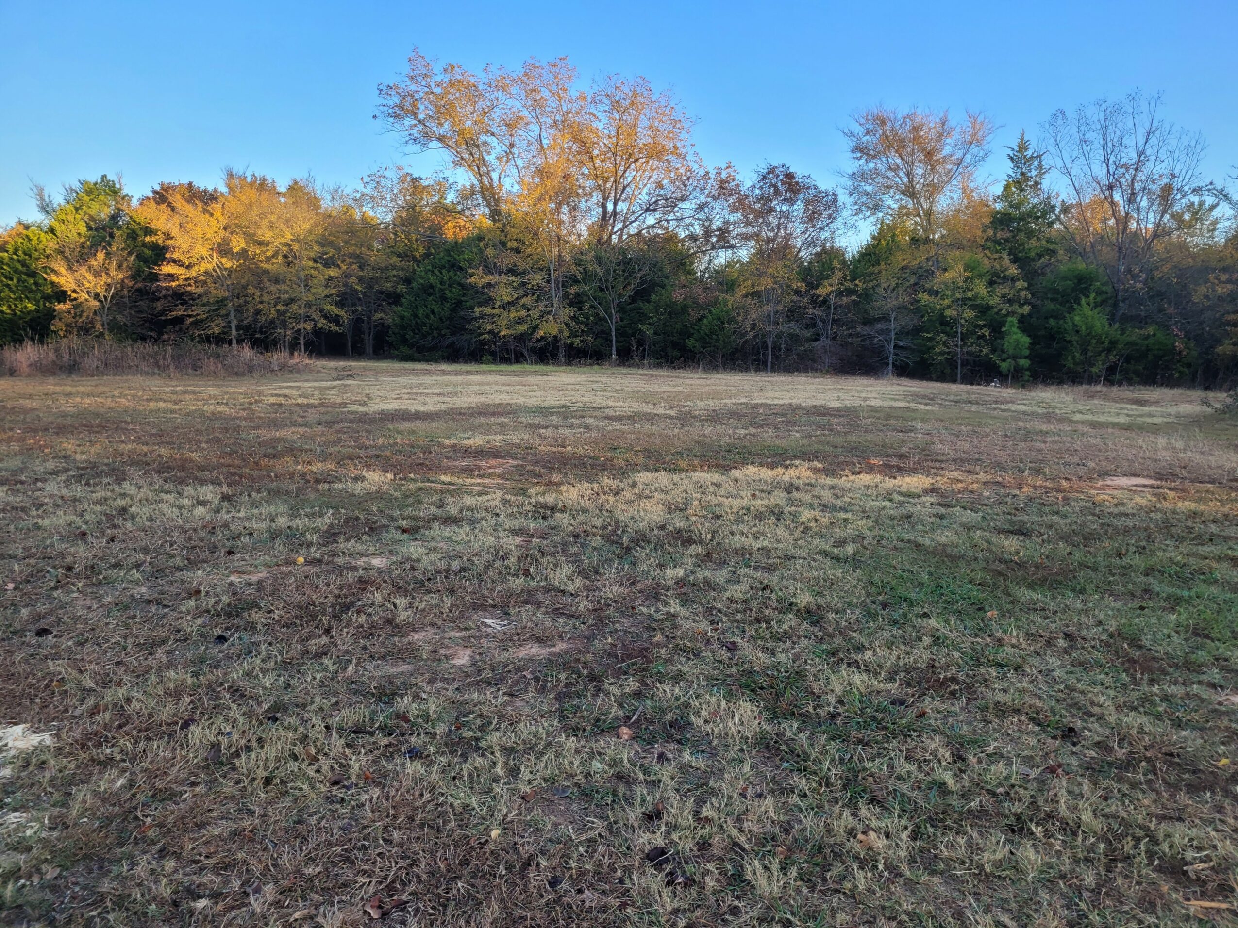 Open grassy field with trees in the background under a clear blue sky.